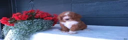 Goldendoodle dogs for sale: Chase - Ad 10
