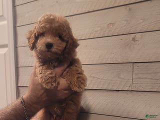 Maltipoo dogs Marshall. - Ad 37