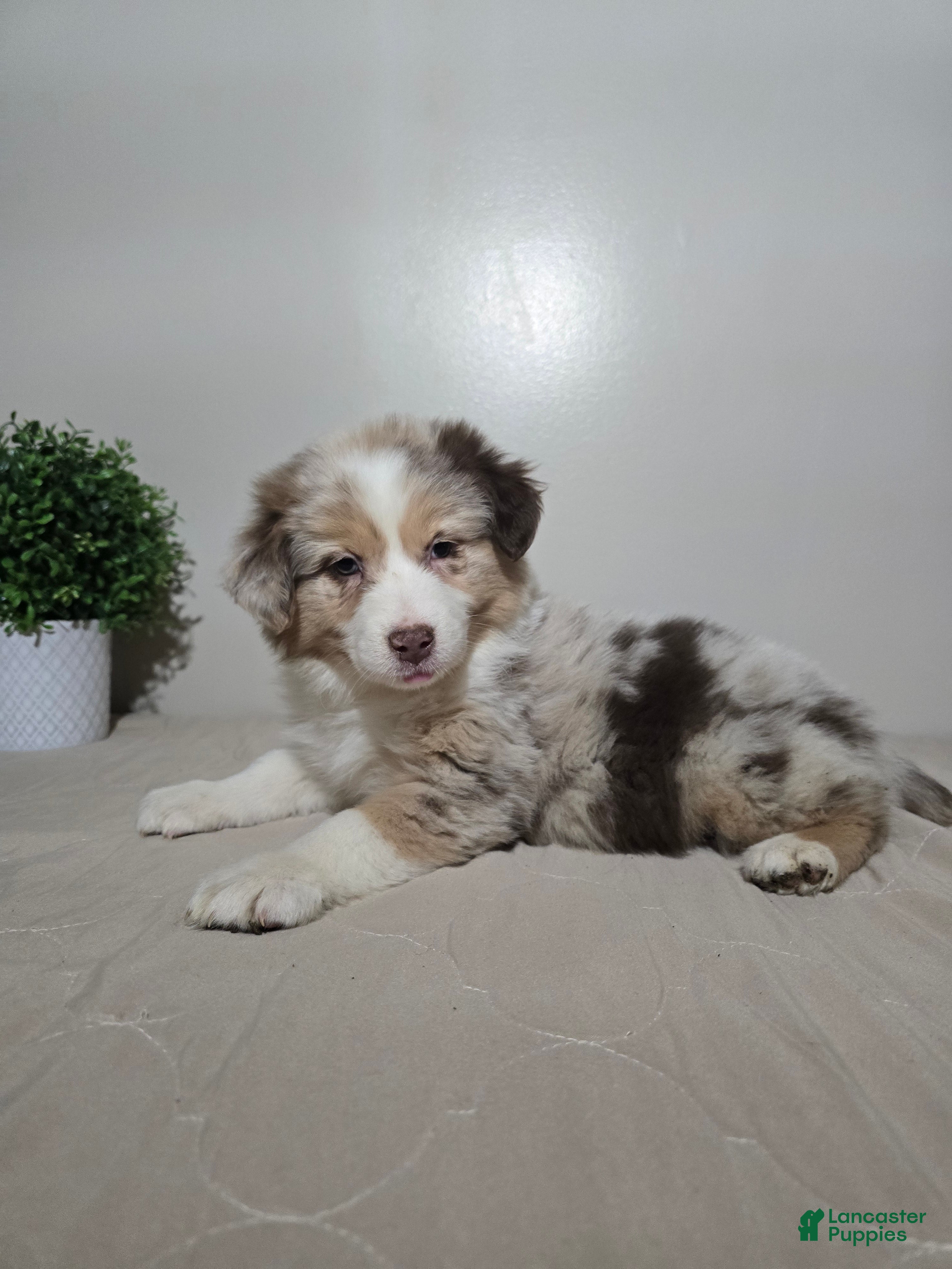Australian Shepherd dogs Sadie  - Ad 2