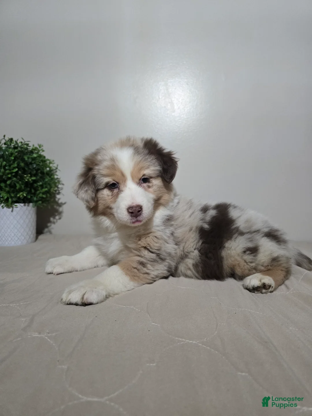 Australian Shepherd dogs for sale: Sadie  - Ad 2