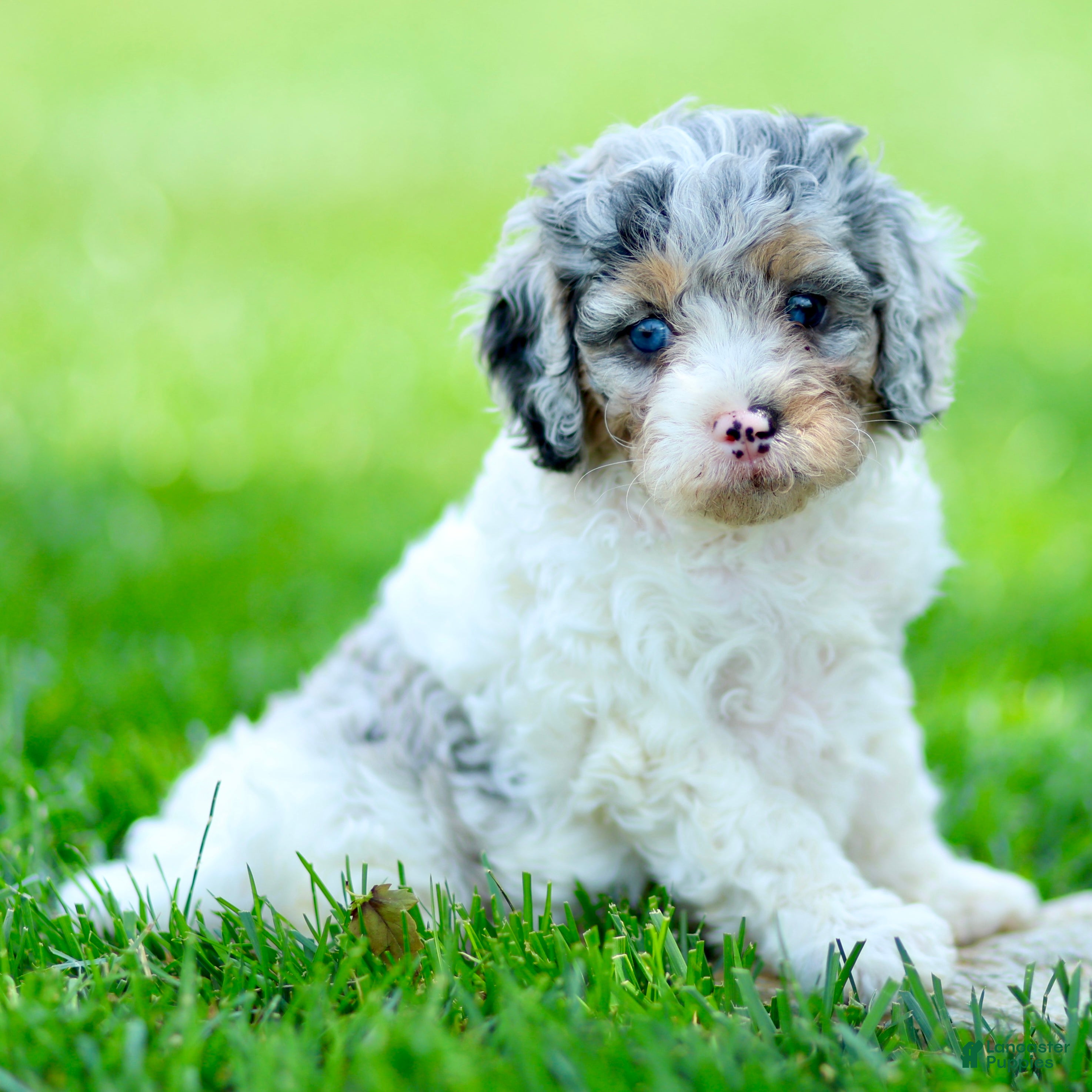 Cavapoo dogs Emma - Ad 2