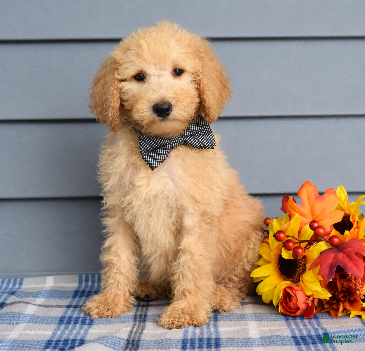 Goldendoodle dogs Otto - Ad 2