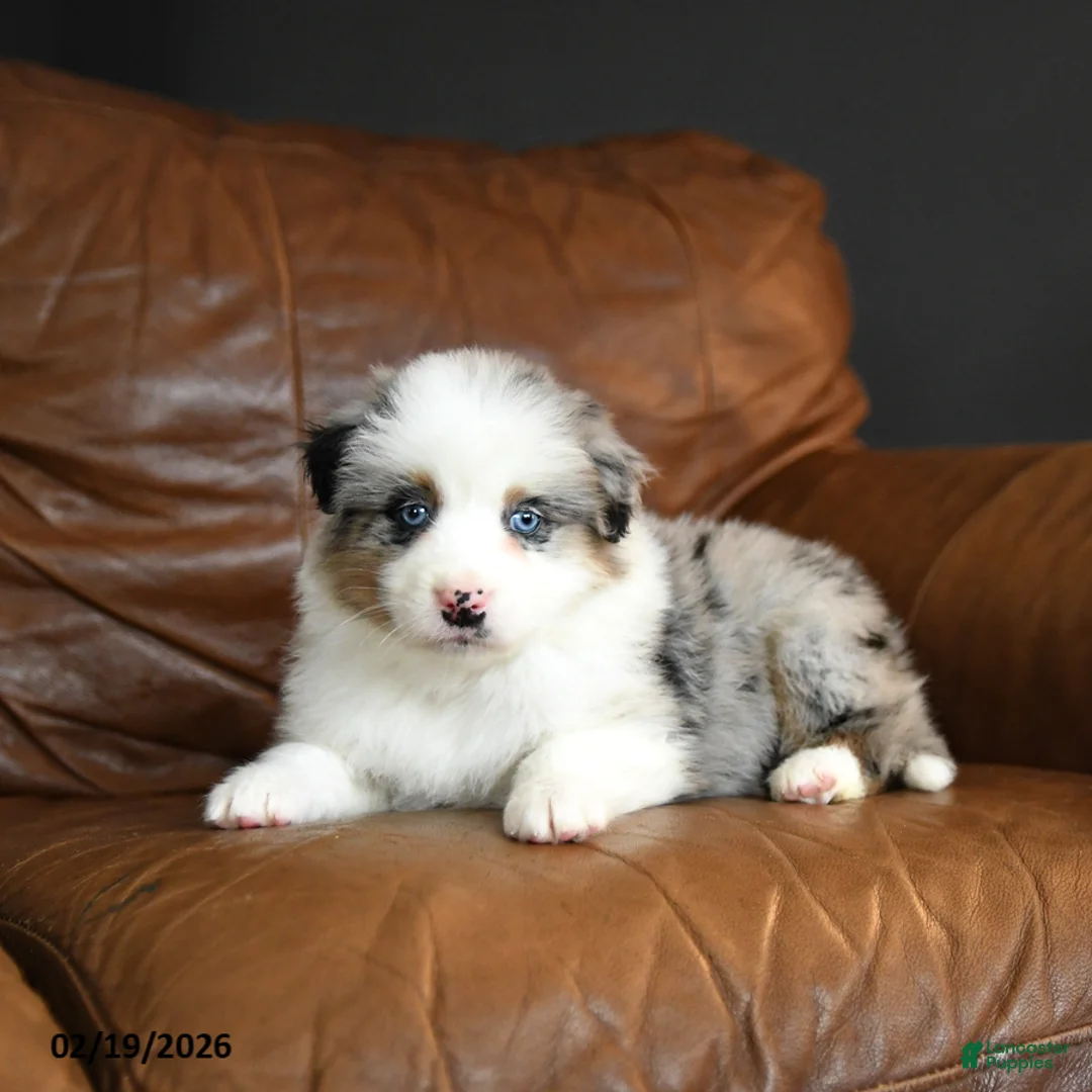 Australian Shepherd dogs for sale: Daisy - Ad 2