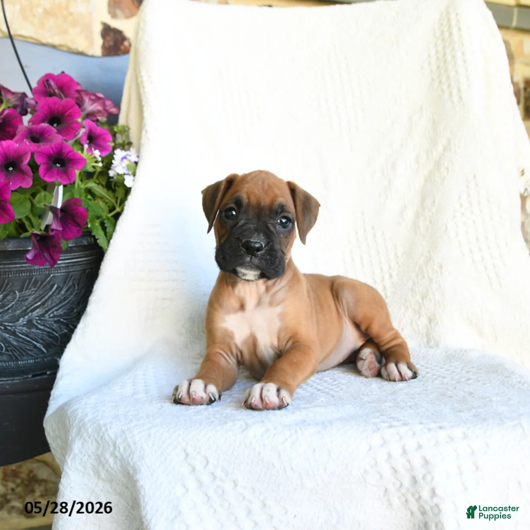 Boxer dogs for sale: Rhea - Ad 2
