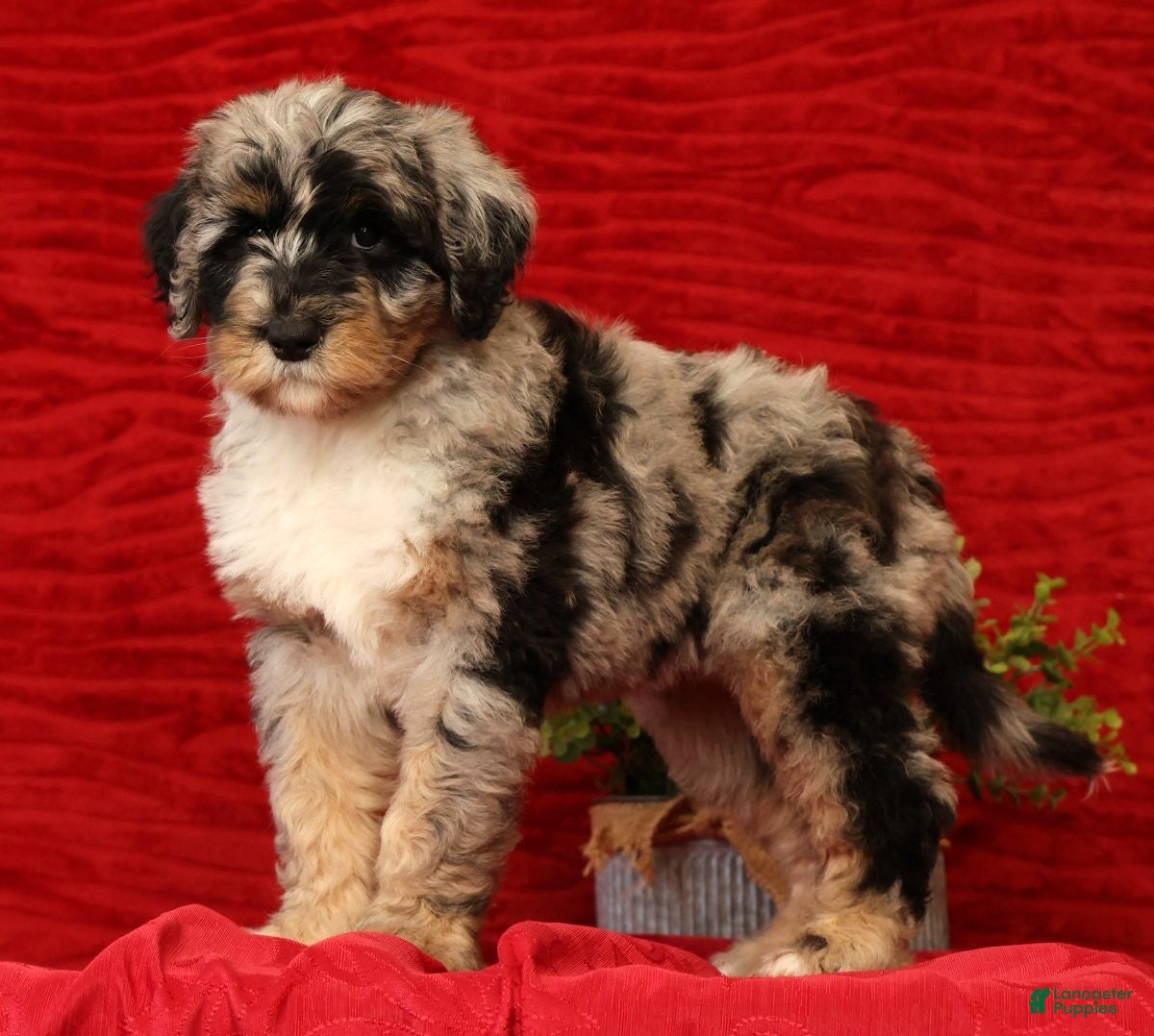 Sheepadoodle dogs for sale: Molly - Ad 2