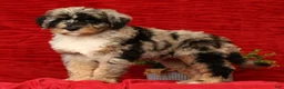 Sheepadoodle dogs for sale: Molly - Ad 2