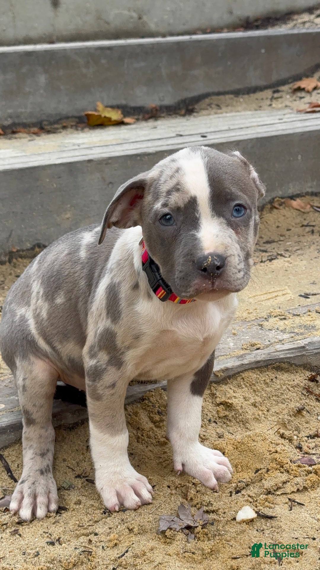 American Bully dogs for sale: Greyjoy  - Ad 20