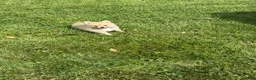 Pomeranian dogs for sale: Pomeranian 1 - Ad 9