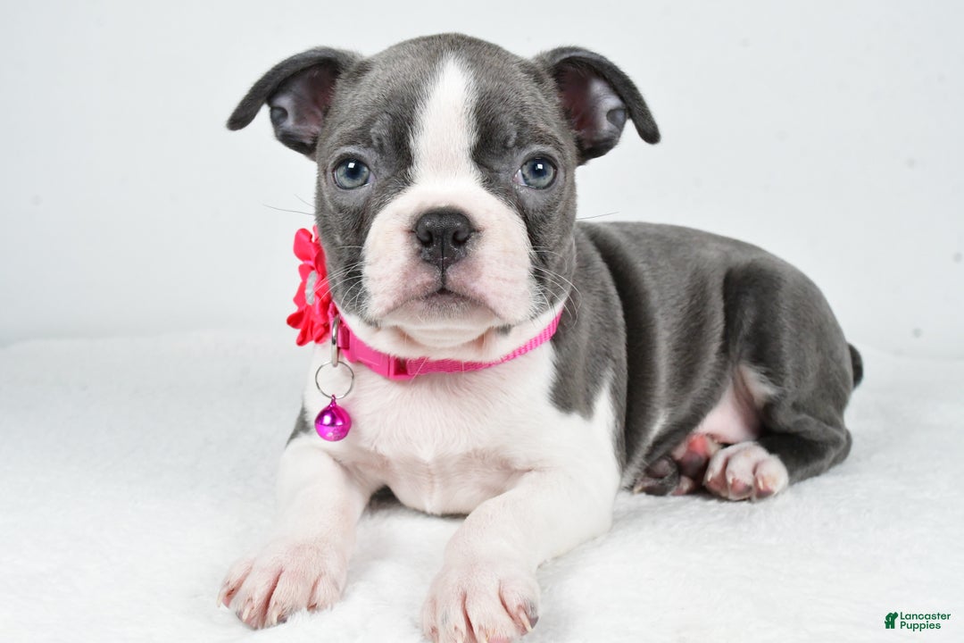 Boston Terrier dogs for sale: Wisteria - Ad 1