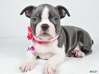 Boston Terrier dogs Wisteria - Ad 11