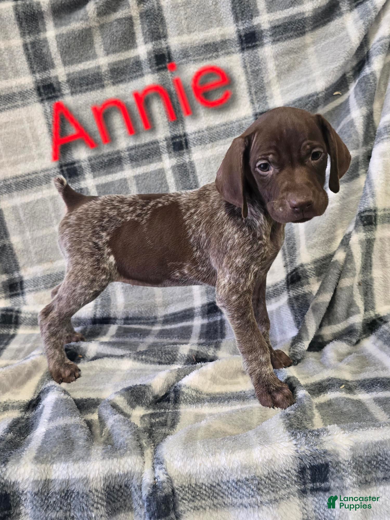 German Shorthaired Pointer dogs ANNIE - Ad 39