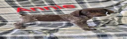 German Shorthaired Pointer dogs for sale: ANNIE - Ad 1