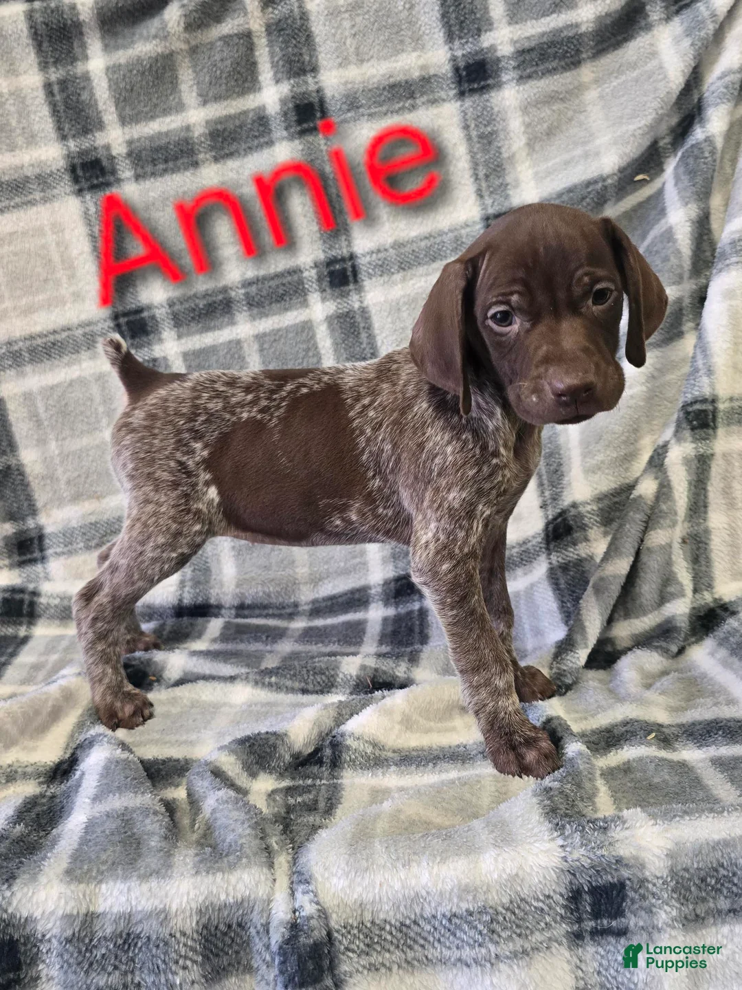 German Shorthaired Pointer dogs for sale: ANNIE - Ad 1