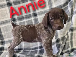German Shorthaired Pointer dogs ANNIE - Ad 39