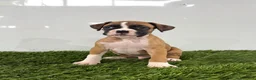 Boxer dogs for sale: Mario - Ad 4