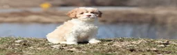 Cavapoo dogs for sale: Sugar And Cream - Ad 1
