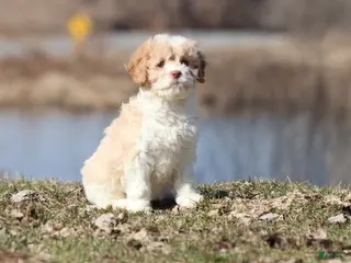 Cavapoo dogs Sugar And Cream - Ad 42