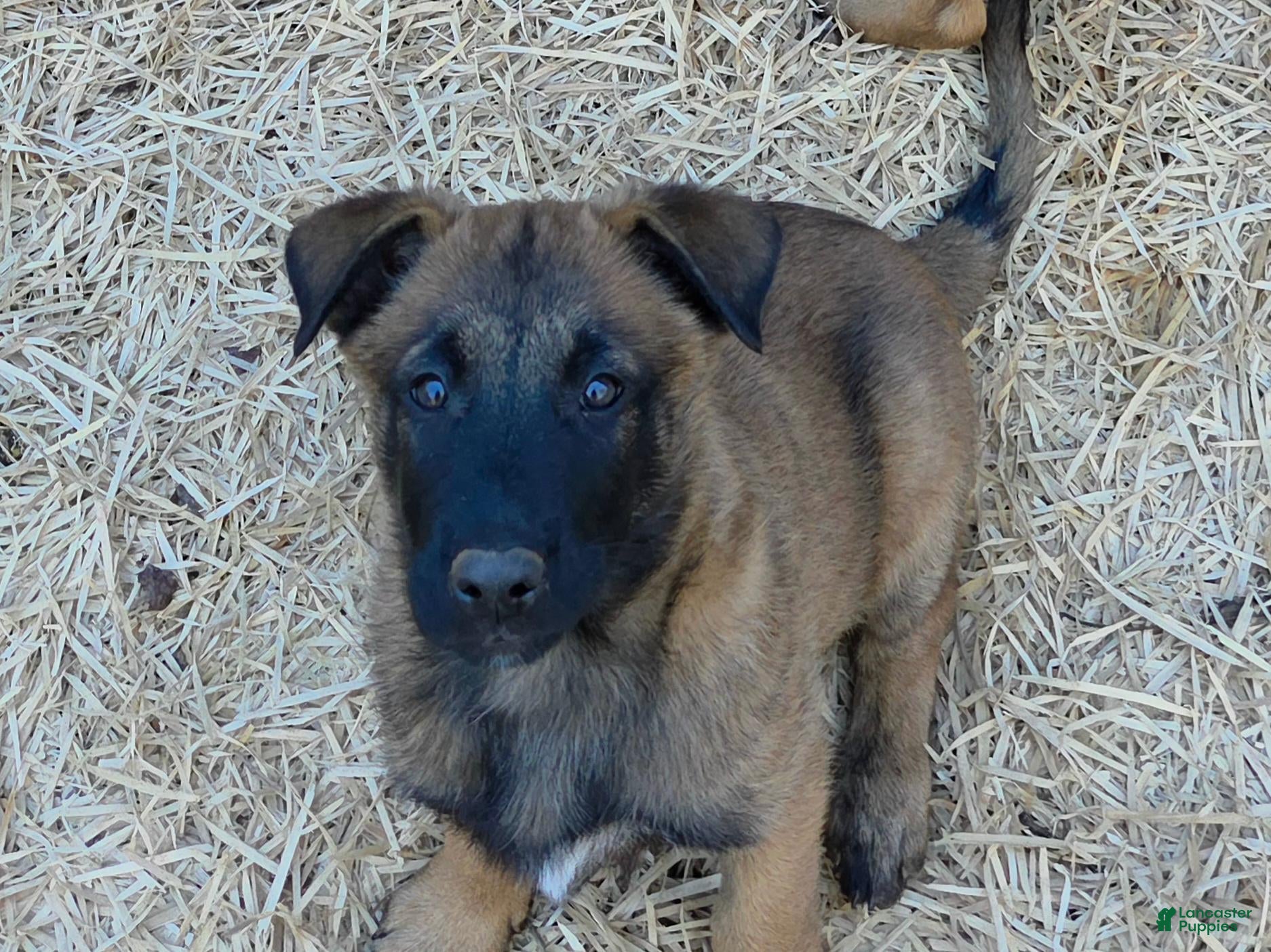 Belgian Malinois dogs for sale: Belgian Malinois 1 - Ad 1