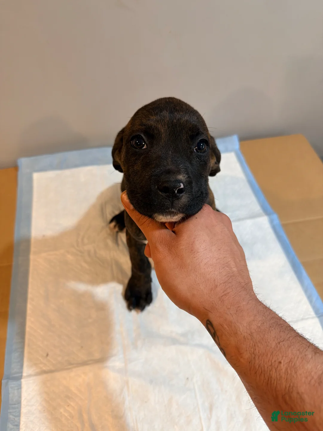 Mixed Breed dogs for sale: Mixed Breed Puppy 3 - Ad 1