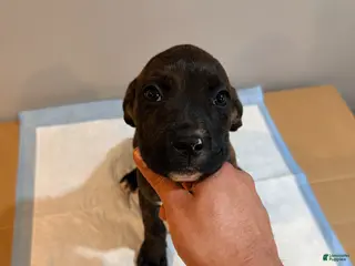 Mixed Breed dogs Mixed Breed Puppy 3 - Ad 30