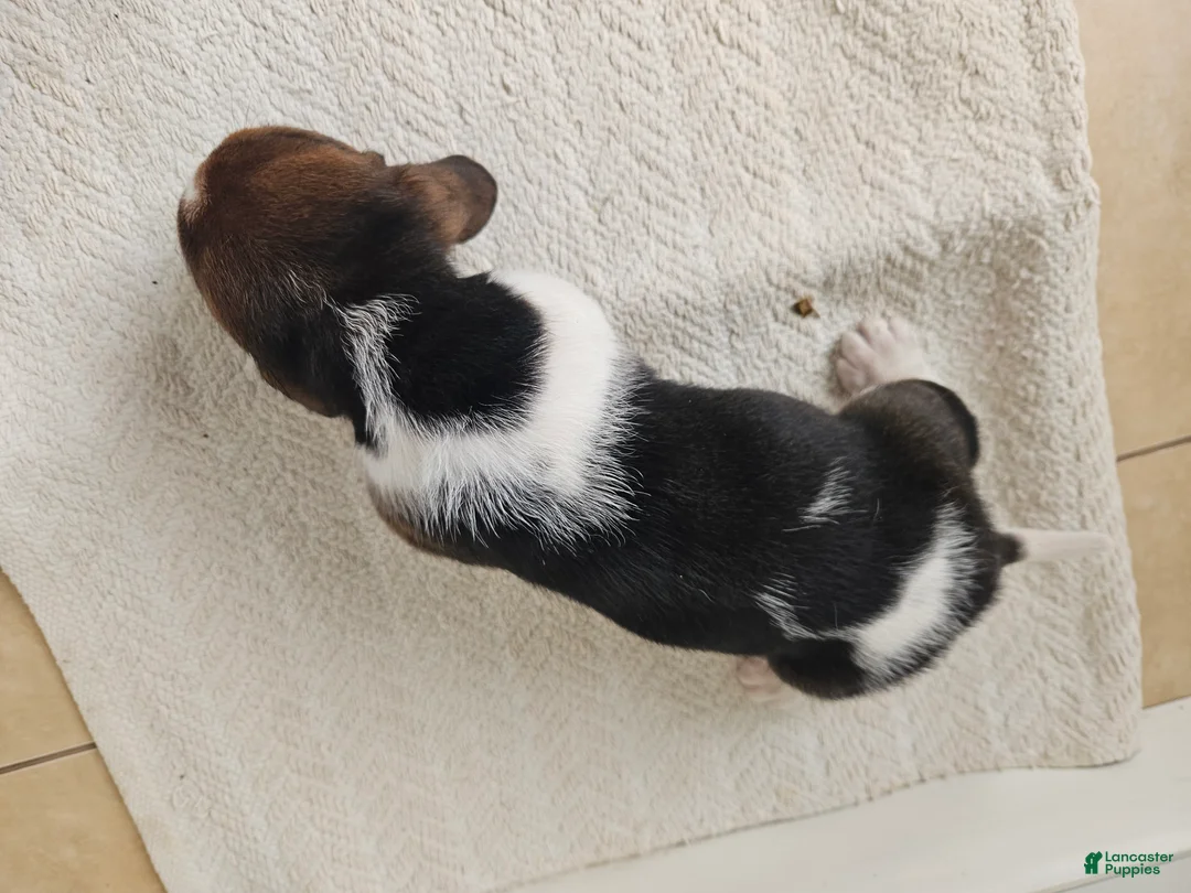 Basset Hound dogs for sale: Baxter - Ad 4