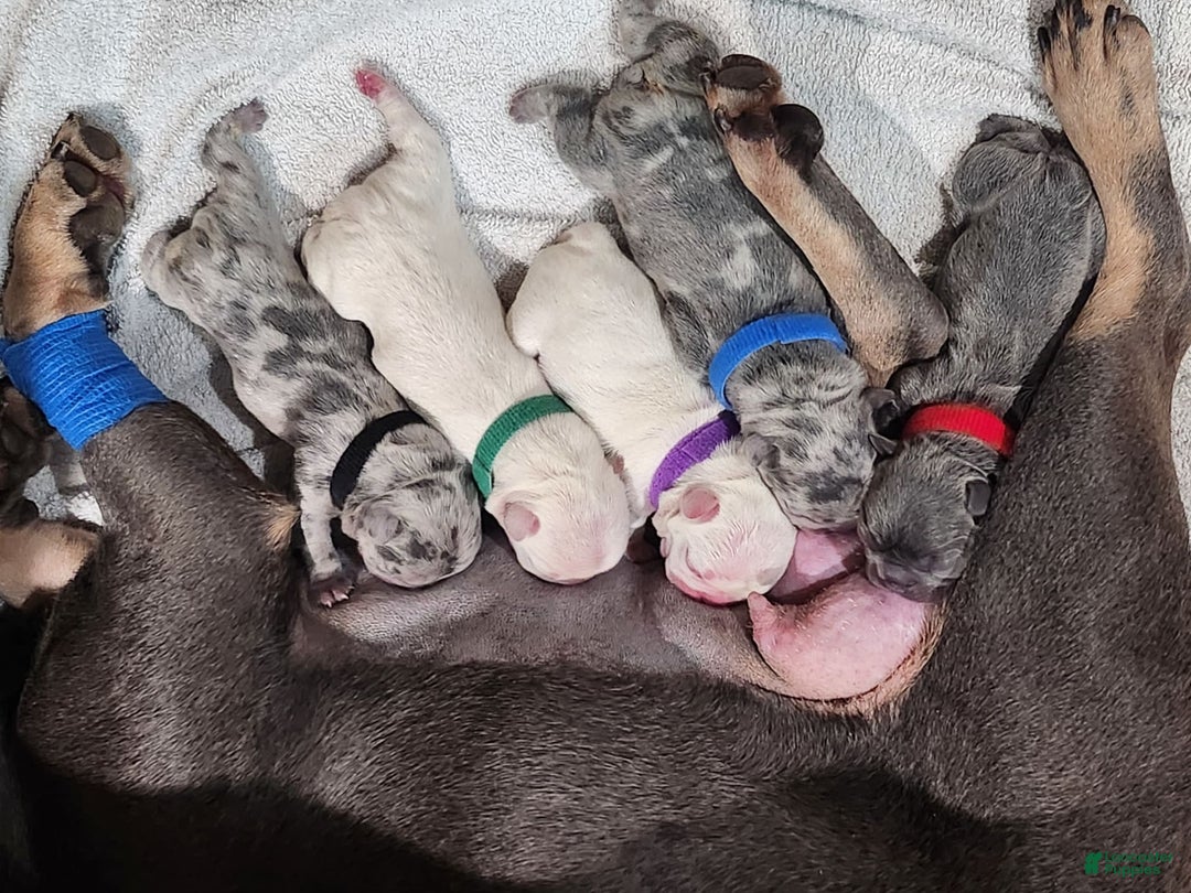 Gallery Image {{count}}