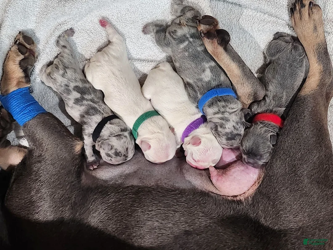 Gallery Image {{count}}