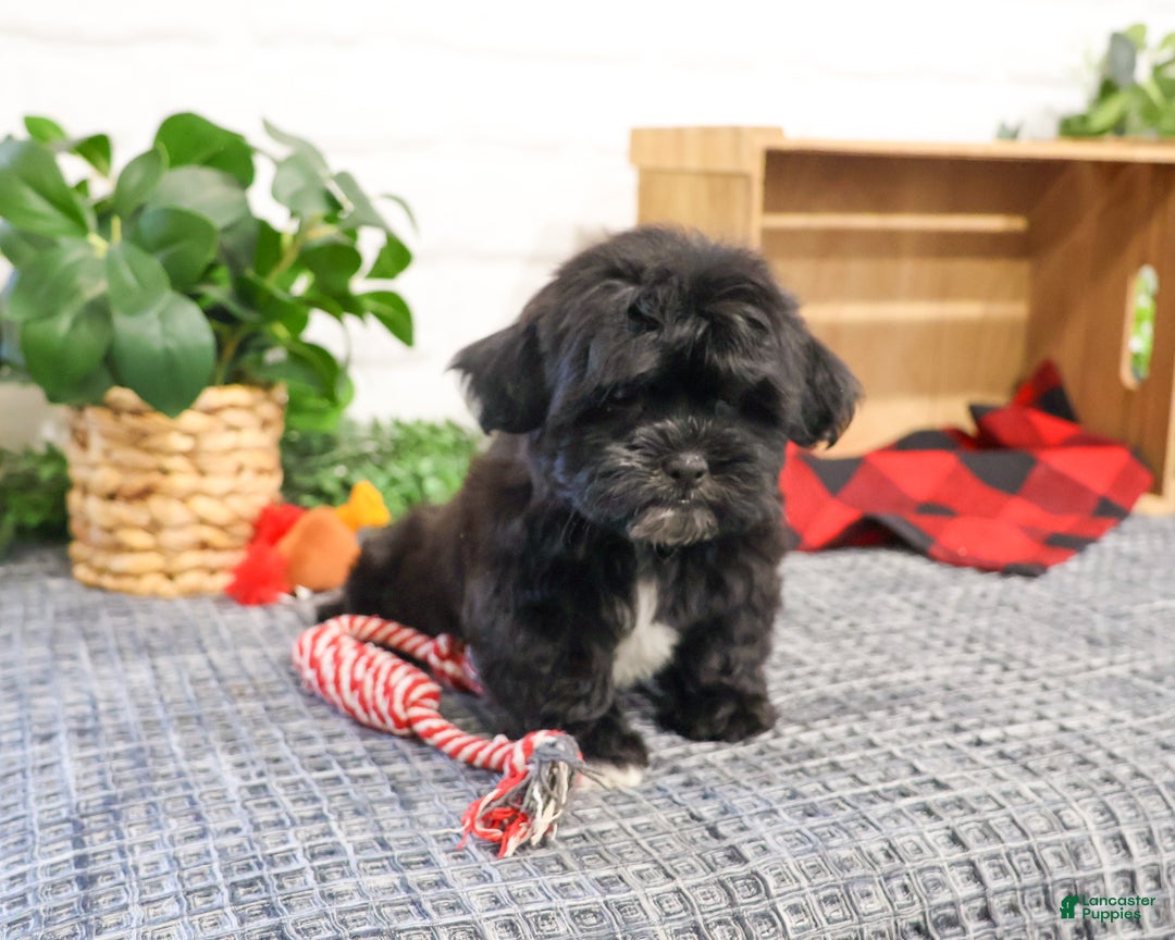 Shihpoo dogs for sale: James  - Ad 3