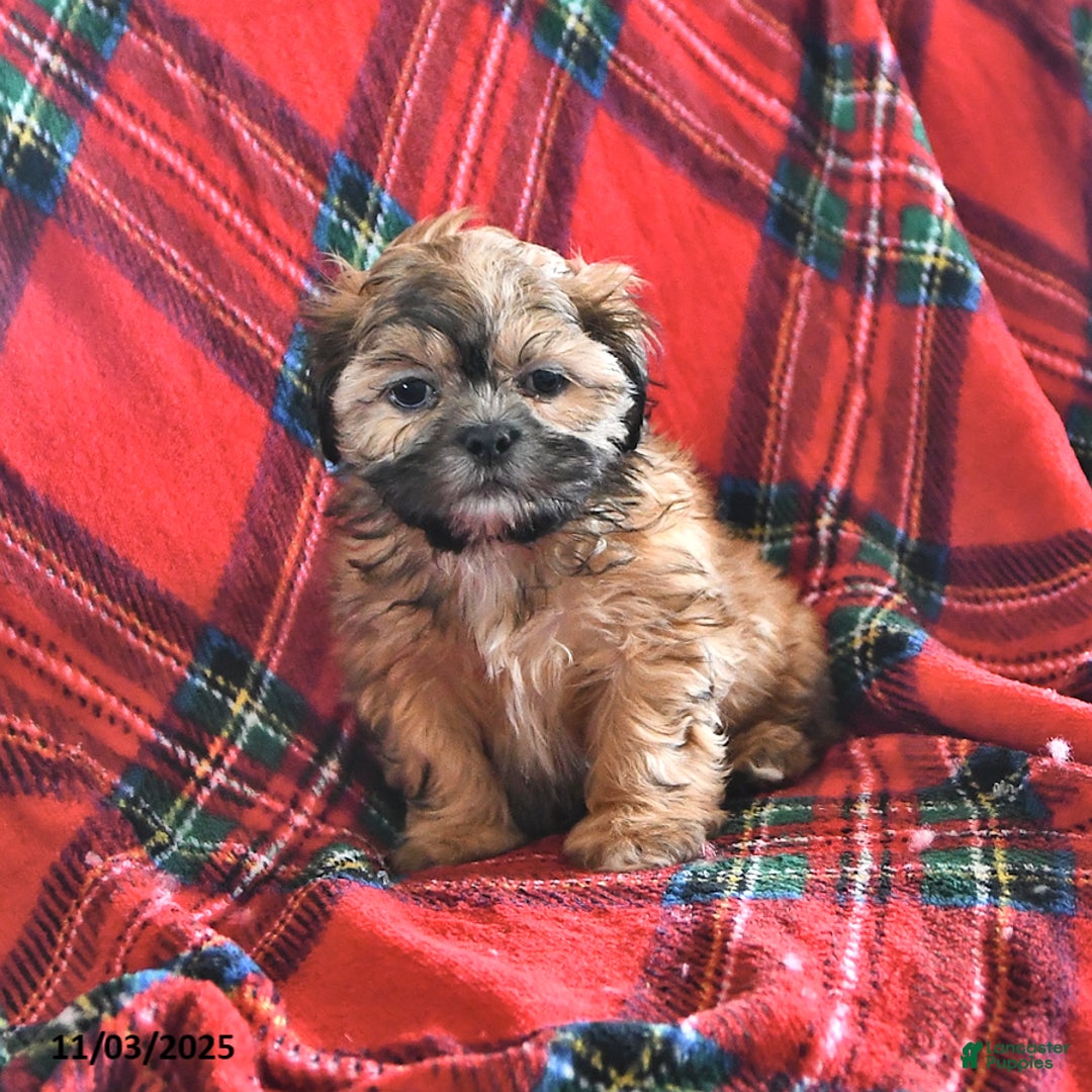 Teddy Bear dogs for sale: Ryan - Ad 2