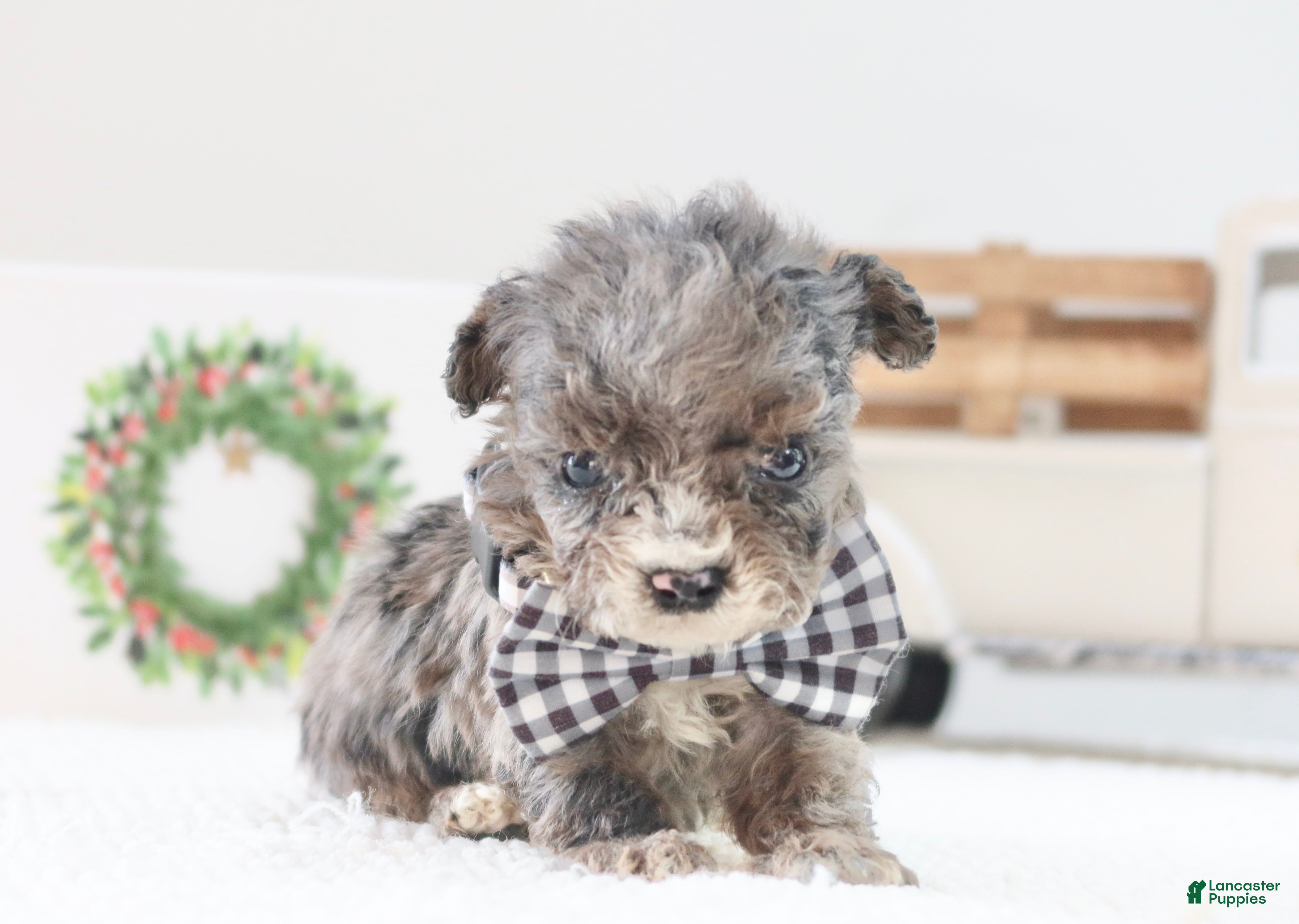 Toy Poodle dogs Dasher - Ad 32