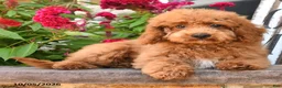 Cockapoo dogs for sale: Otis - Ad 4