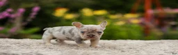 French Bulldog dogs for sale: Hugo - Ad 4