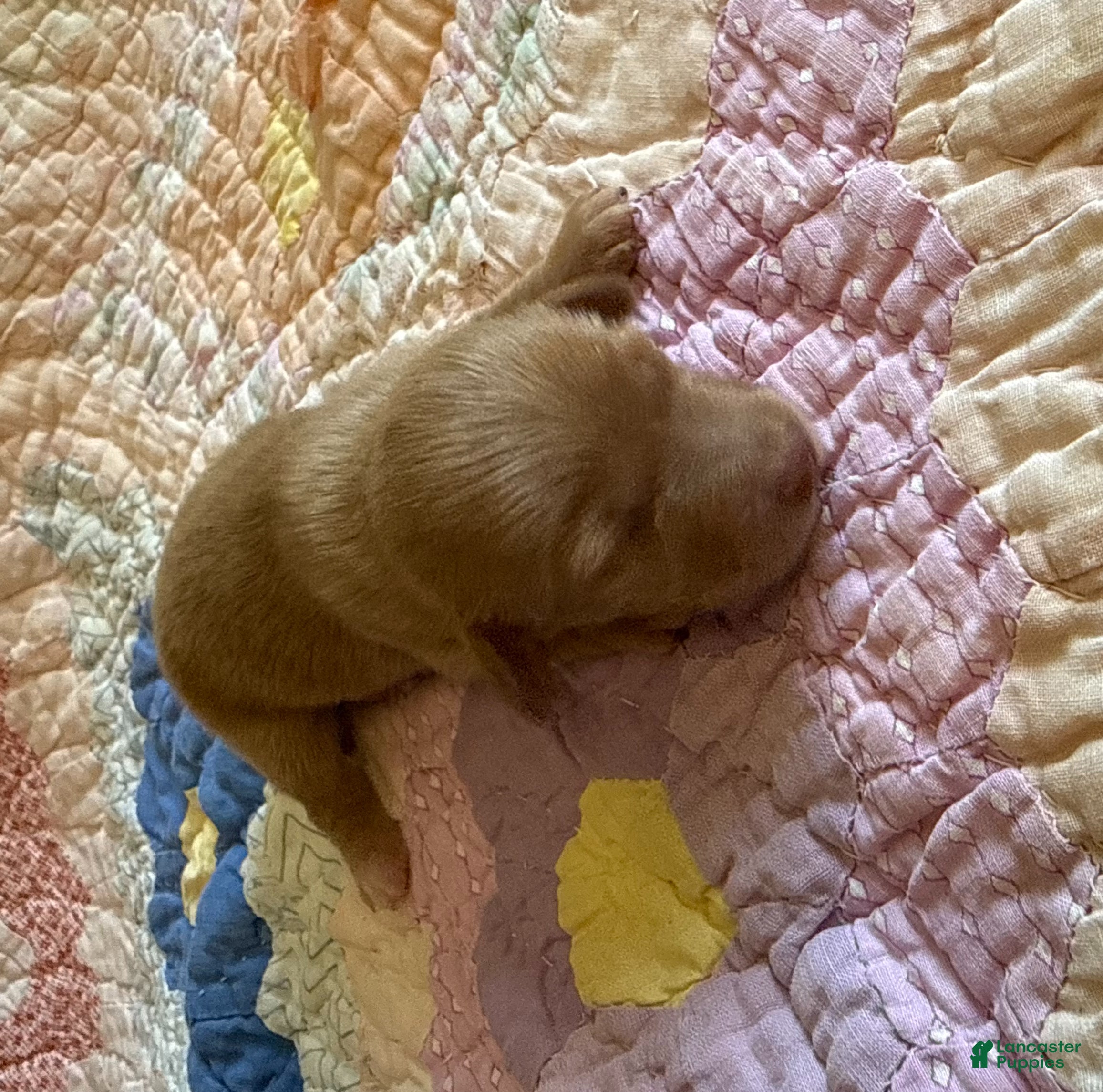 Dachshund dogs Timmy - Ad 1