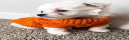 Maltipoo dogs for sale: Archie  - Ad 7