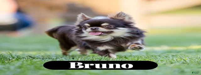 Bruno