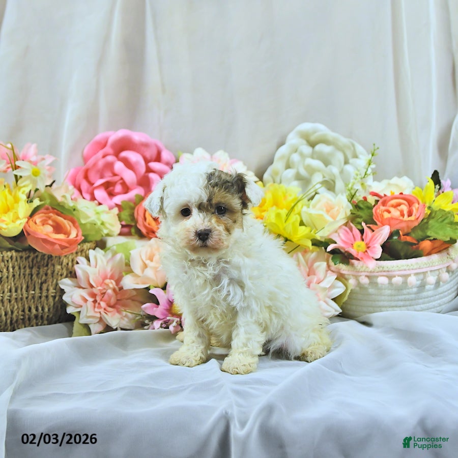 Miniature Poodle dogs Allie - Ad 2