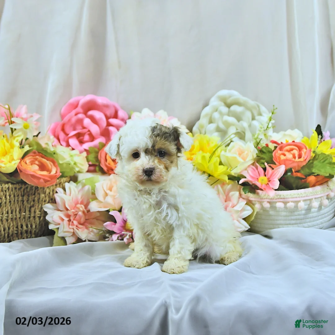 Miniature Poodle dogs for sale: Allie - Ad 2