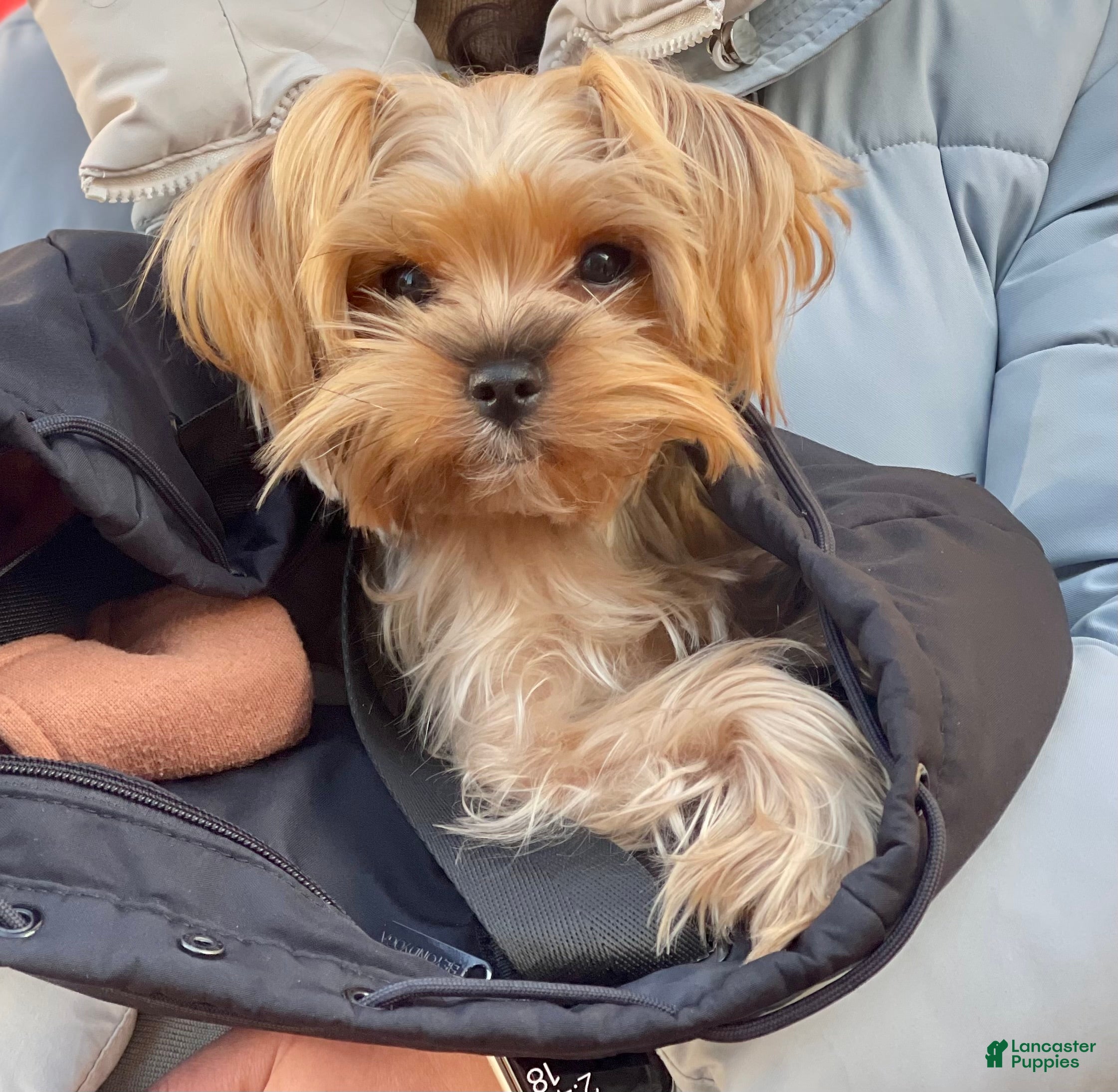 Yorkshire Terrier dogs Lucy - Ad 11