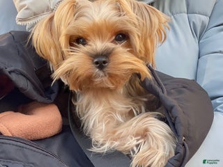 Yorkshire Terrier dogs Lucy - Ad 21
