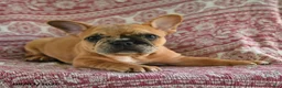 French Bulldog dogs for sale: Molly - Ad 4