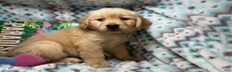 Golden Retriever dogs for sale: Lady Gya  - Ad 3