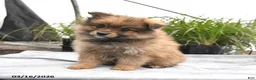 Pomeranian dogs for sale: Dexter - Ad 3