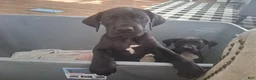 Great Dane dogs for sale: Great Dane Puppy 1 - Ad 4