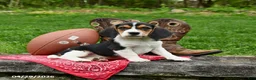 Beagle dogs for sale: Stanley - Ad 1