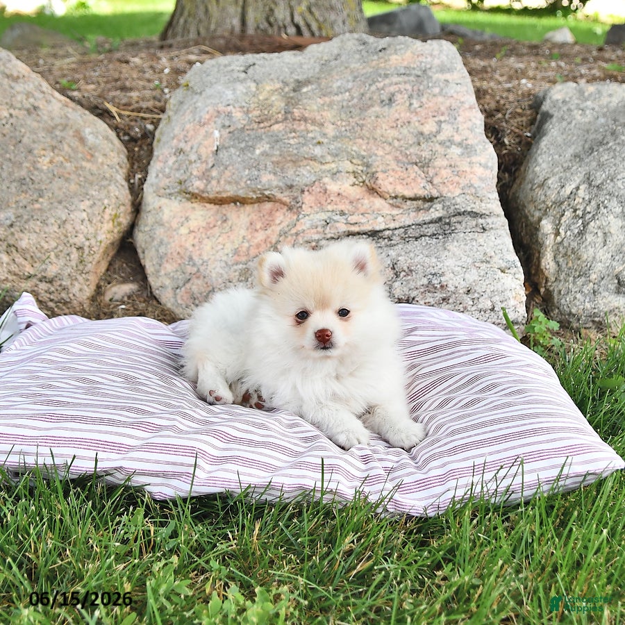 Pomeranian dogs Louie - Ad 1