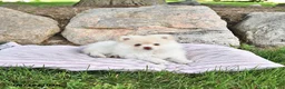Pomeranian dogs for sale: Louie - Ad 1