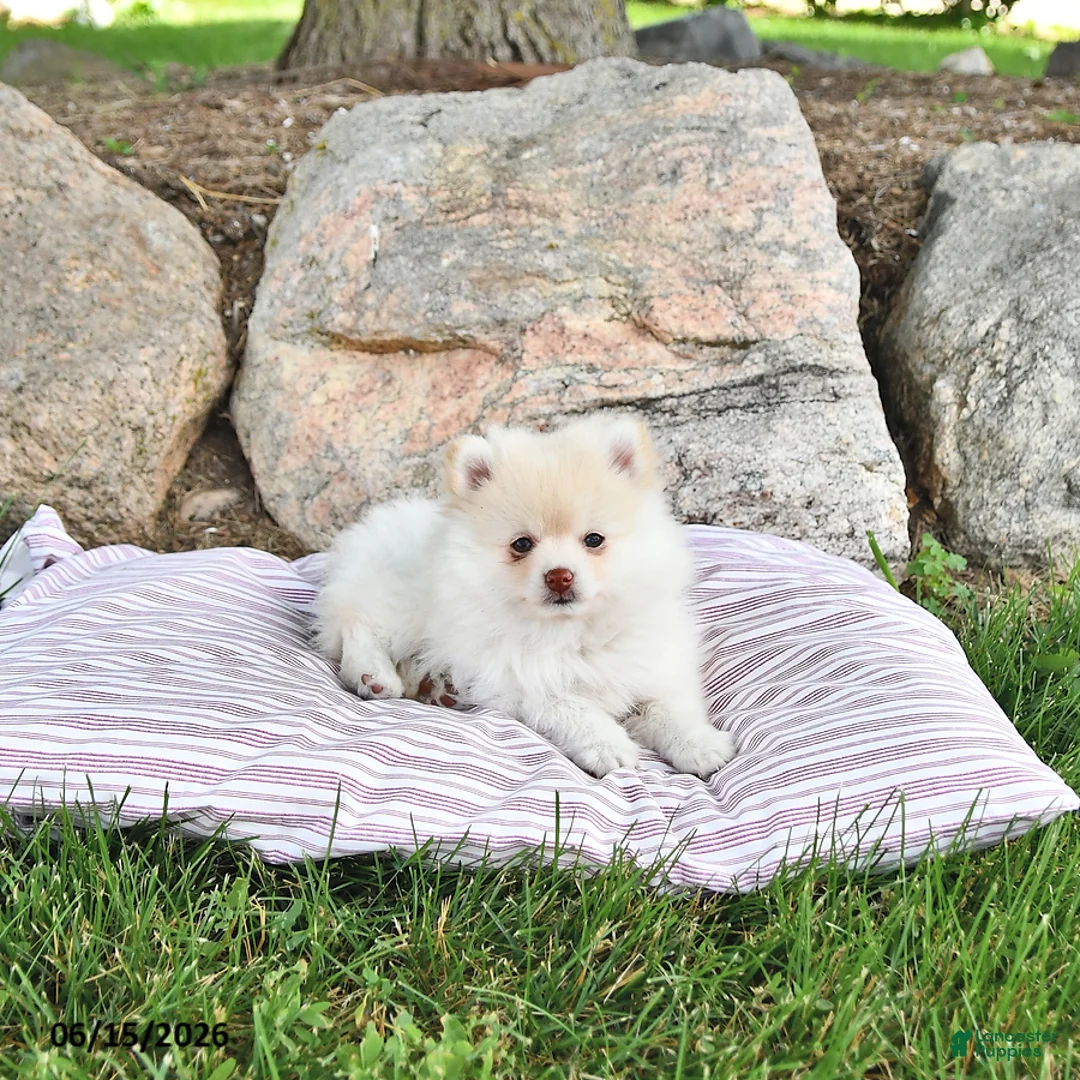 Pomeranian dogs for sale: Louie - Ad 1