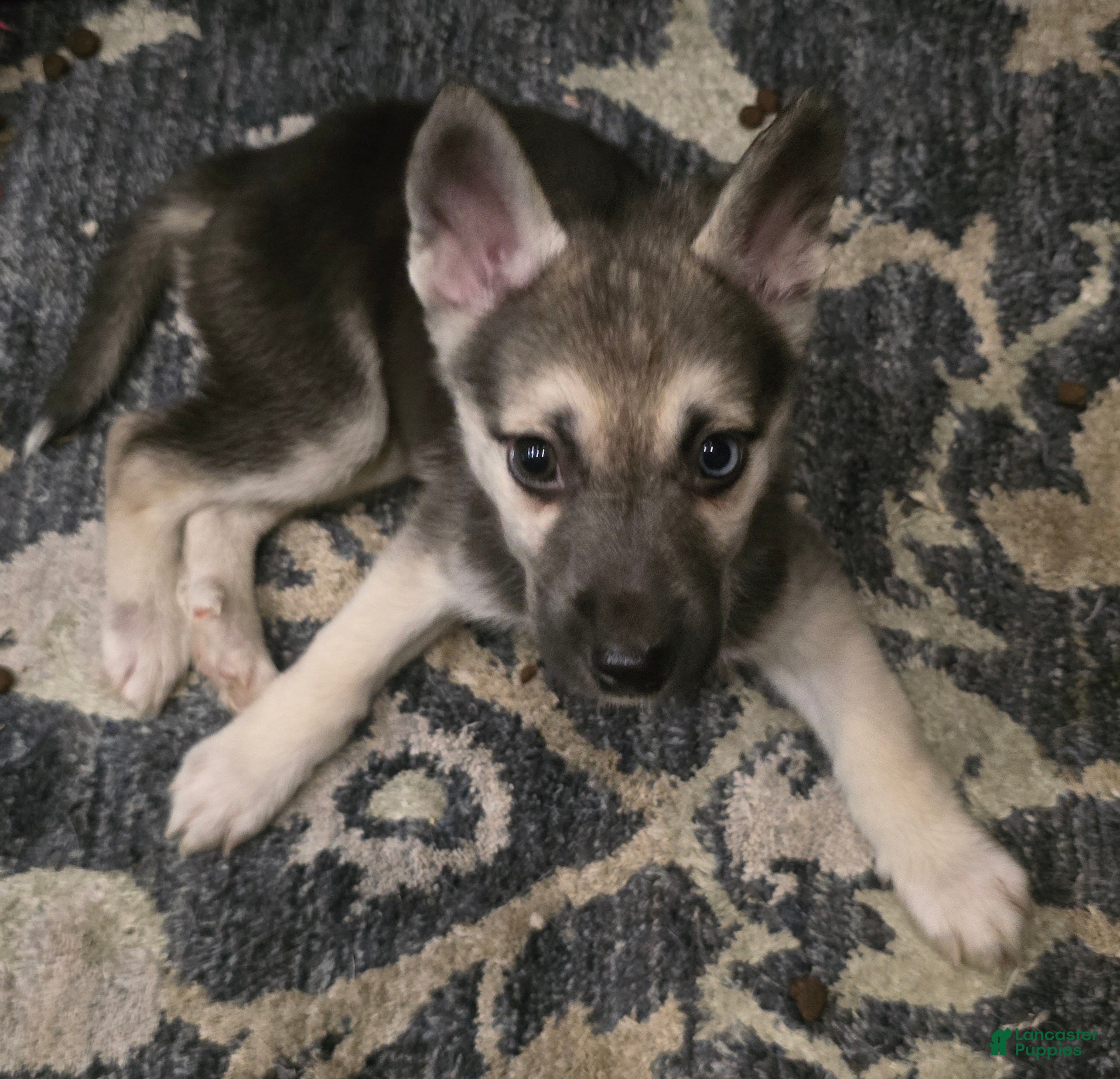 Gerberian Shepsky dogs Beauty - Ad 15