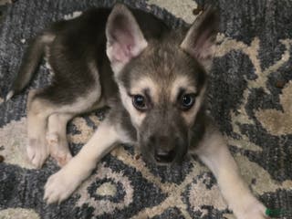 Gerberian Shepsky dogs Beauty - Ad 15
