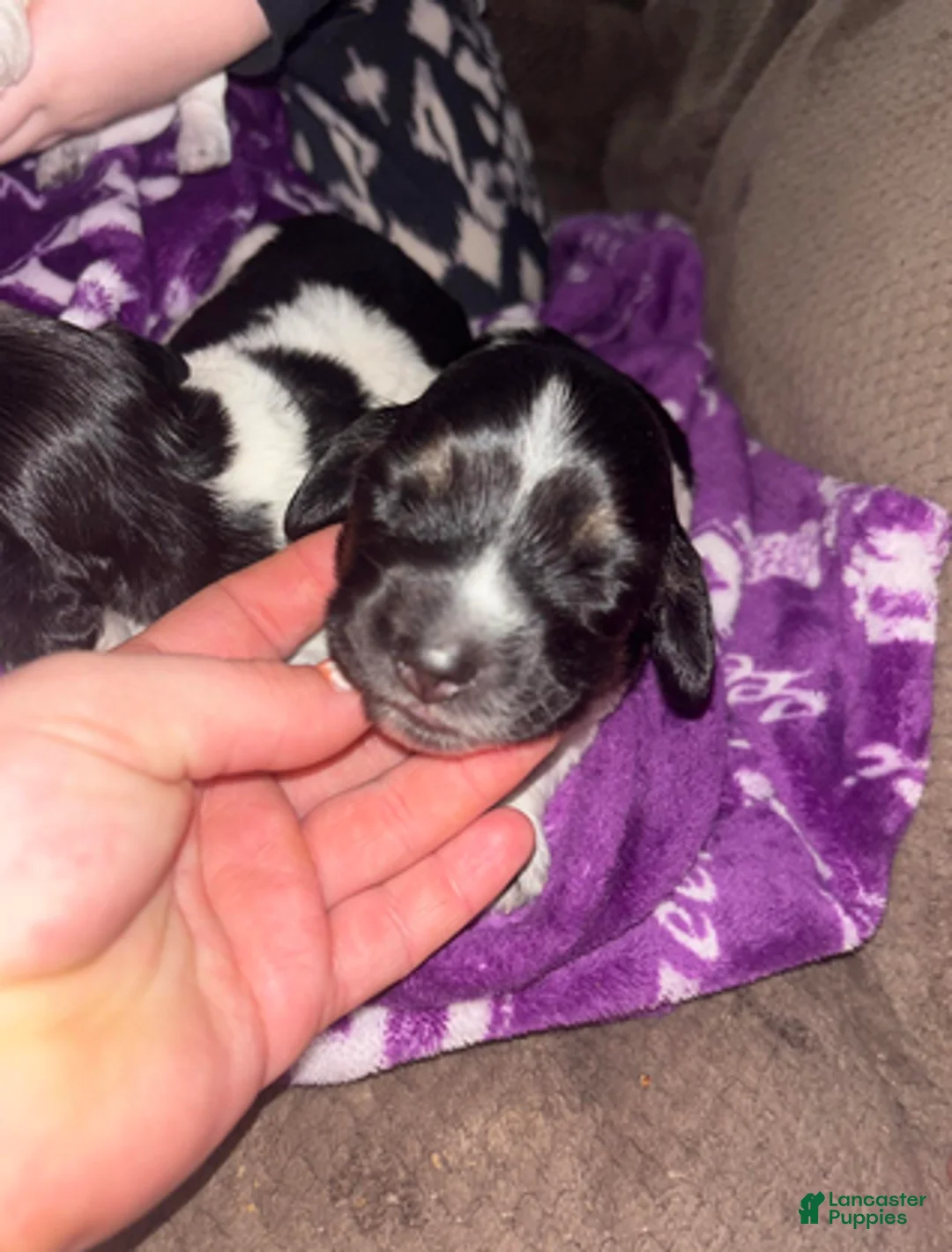 Dachshund dogs for sale: Black n white male - Ad 5